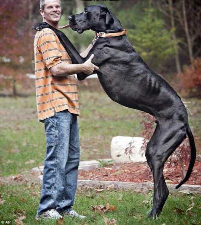مرگ بلندترین سگ دنیا در 6 سالگی! (عکس)