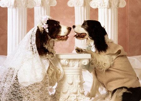 جشن عروسی بامزه حیوانات (عکس)