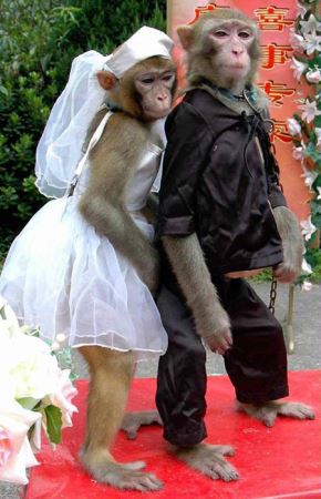 جشن عروسی بامزه حیوانات (عکس)