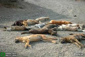 جنجال کشتار وحشیانه سگ ها با اسید در شیراز (عکس)