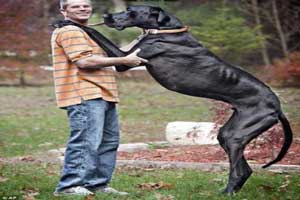 مرگ بلندترین سگ دنیا در 6 سالگی! (عکس)