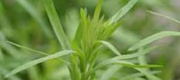 اطلاعات کامل درباره گیاه ترخون
