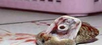 مار عجیبی که 20 دقیقه بعد از مرگش قاتلش را کشت! عکس