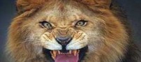 لحظه بسیار دیدنی و زیبا از خشم یک شیر (عکس)