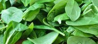 غذاهای مفید و ضد استرس را بشناسید