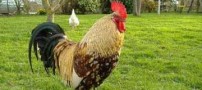 داستانک جالب خروس و زن با حیا