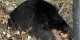 حمله وحشتناک خرس به جوان خوزستانی در ایذه (۱۶+)