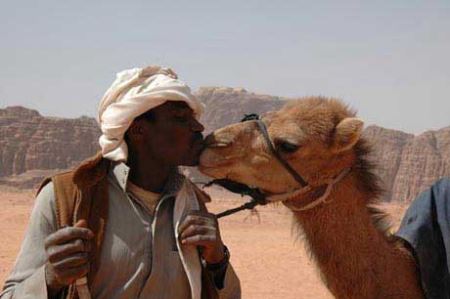 بوسه های شتری عرب ها رسانه ای شد!! (عکس)