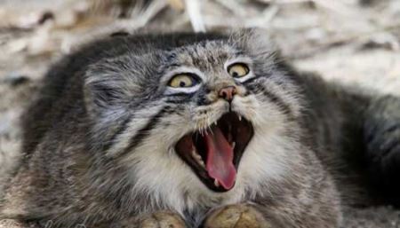 عکس های دیدنی و جالب نادرترین گربه جهان