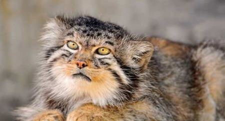 عکس های دیدنی و جالب نادرترین گربه جهان