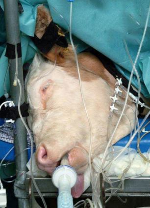 جراحی بی نظیر و زیبای یک گاو! عکس