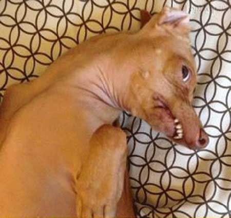عکس های بسیار خنده دار از یک سگ زشت