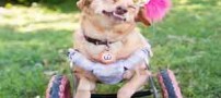 خوشبخت ترین سگ زیبا و معلول دنیا (عکس)