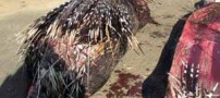 خودکشی عجیب یک مار عظیم الجثنه پنتون! (عکس)