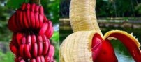 نسل جدید موزهای موجود در بازار !! (عکس)