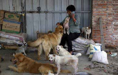 زن چینی قهرمان سگ‌های بی پناه شد (عکس)