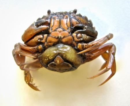 جانوری که در بدن خرچنگ زندگی می کند! (عکس)