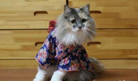 گربه های فشن کیمونو پوش ! (عکس)