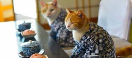 گربه های فشن کیمونو پوش ! (عکس)