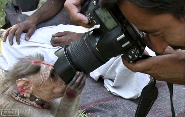 عکسهایی از شکار لحظه ها در دنیای حیوانات