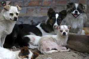 زن چینی قهرمان سگ‌های بی پناه شد (عکس)