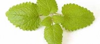 خواص بی نظیر بادرنجبویه