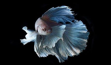 زیبا و عجیب ترین ماهی های تزئینی (عکس)