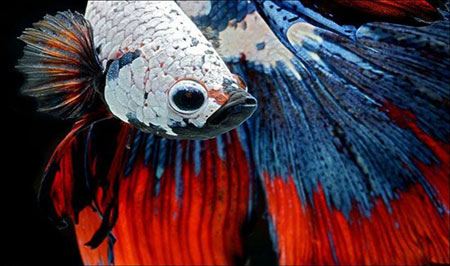 زیبا و عجیب ترین ماهی های تزئینی (عکس)