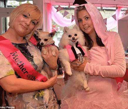 ازدواج عجیب و سنگین دو سگ پولدار !! (عکس)