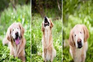 خوش رو و خوش خنده ترین سگ دنیا ! (عکس)