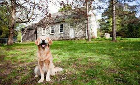 خوش رو و خوش خنده ترین سگ دنیا ! (عکس)