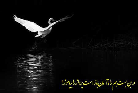 آموزه های فلسفی و خواندنی به روایت تصویر