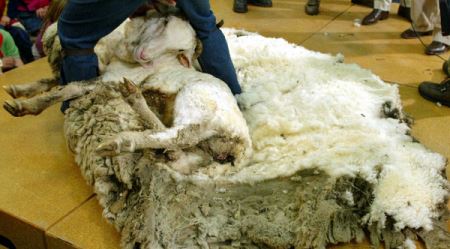 گوسفندی که با 20 لباس مردانه زندگی می کرد (عکس)