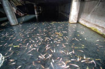 دریاچه دیدنی و مصنوعی ماهیان کوی در مرکز تجاری