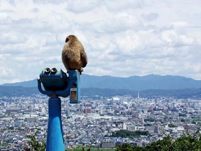 دیدنی ترین شهر جهان به نام کبوتر ( عکس)