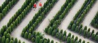 عکس هایی زیبا از باغ های پیچ در پیچ جهان