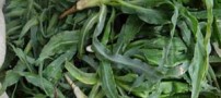 خواص گیاه شنگ