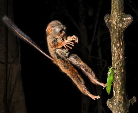 عجیب و تنها میمون گوشتخوار دنیا (عکس)