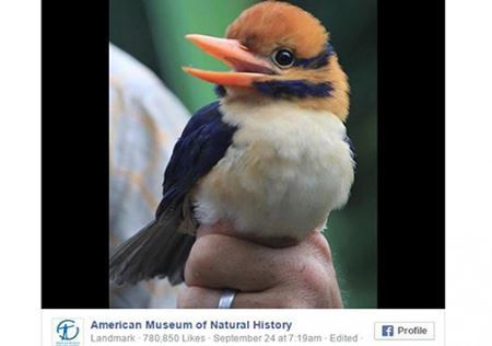جنجال کشتن ناشناخته ترین پرنده پس از کشف (عکس)