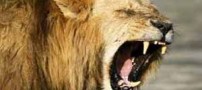 کشف باورنکردنی بقایای یک شیر (عکس)