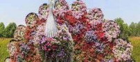 عکس های خیره کننده زیباترین باغ گل دنیا