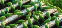 خانه ای حیرت آور با 4 هزار طوطی (عکس)