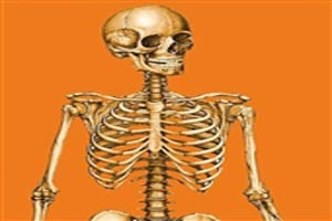 آشنایی با تمامی استخوان های بدن انسان