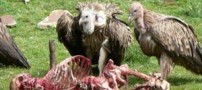 مردمی که عزیزانشان را به لاشخورها می دهند! (عکس 16-)