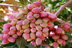 مضرات و خواص پسته