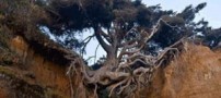 درخت عجیبی که بین زمین و هوا معلق است (عکس)