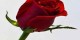 شیرین تر از عسل برای خانم ها