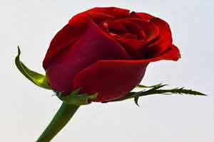 شیرین تر از عسل برای خانم ها