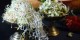 طرز تهیه انواع جوانه های خوراکی در خانه