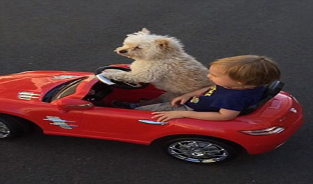 سگی که راننده شخصی کودک 4 ساله است (عکس)